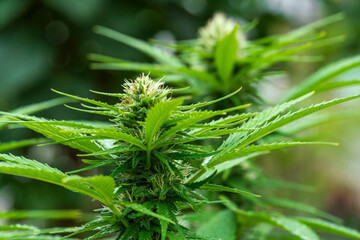Green Cannabis blossom and the detailed trichomes embedded in their sugar leaves with soft bokeh...