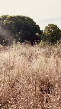 Libelula resting on the plant in the dry meadow.