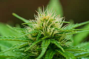 Green Cannabis blossom and the detailed trichomes embedded in their sugar leaves with soft bokeh...