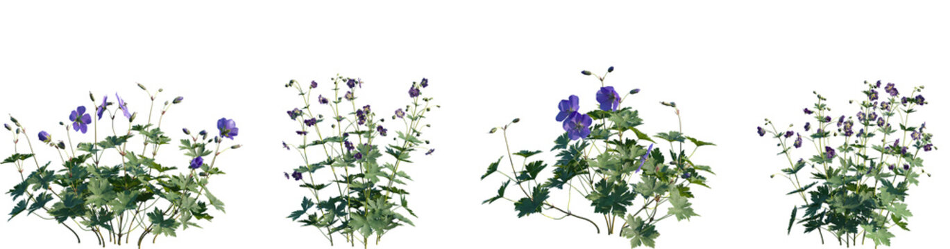 Set of Geranium Jolly Bee (Geranium Rozanne) and Geranium phaeum isolated png on a transparent background perfectly cutout high resolution