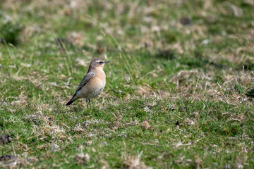 Female Norther wheatear, Oenanthe oenanthe, walking on grass