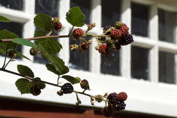 Closeup branch wit ripe and unripe blackberries of a Thornless Blackberry (Rubus Hybrid) shrub. In...