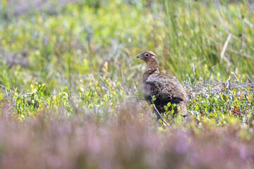 Red Grouse, Lagopus lagopus, amongst heather