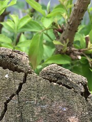 tree trunk with leaves