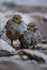 Miradouro do Pico do Areeiro - Rothuhn - Madeira
