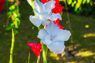Macro view of blooming white gladiolus flowers in sunny garden on summer day.