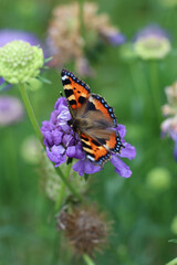BUTTERFLY on scabiosa, scabiosa atropurpurea, tortoiseshell butterfly on cut flower, butterfly on flower