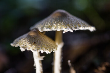 hallucinogenic mushrooms containing psilocybin.
