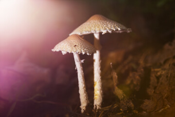 hallucinogenic mushrooms containing psilocybin.
