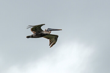 Brown Pelican in flight in a cloudy sky.,
