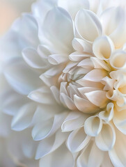 Ethereal White Dahlia Macro: Delicate Petals in Soft Focus Revealing Nature's Intricate Beauty