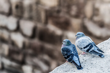 Obraz premium Two pigeons living on the remains of an ancient Roman theater 