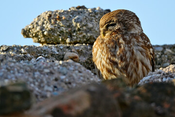 Steinkauz (Athene noctua) sitzt auf einer Steinmauer // Little owl (Athene noctua) sitting on a stone wall - Milos, Greece