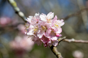 Flor de cerejeira. Sakura