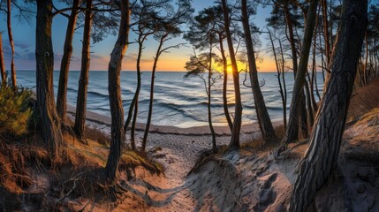 Sunrise Over the Sea Through Trees
