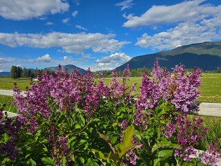 Lilacs in the for ground of mountains and blue sky
