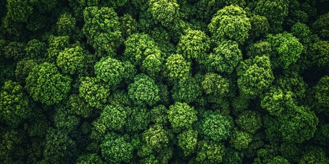 Naklejka premium Aerial View of Forest Landscape Texture, Abstract Background for Nature and Environment Concepts Generative AI