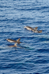 Obraz premium Magic Dolphin - Delfine - Madeira