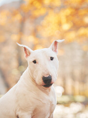 Fototapeta premium A Bull Terrier standing in a forest with autumn leaves in the background.