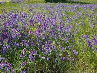 Obraz premium Purple wild flowers cover the green lanscape