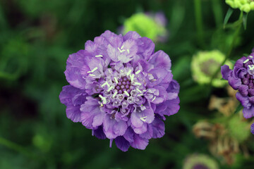 scabiosa atropurpurea flower, purple pincushion flower, summer flowers, purple flowers, seasonal cut flowers , flower farming cut flower