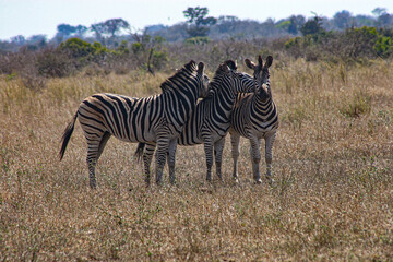 Obraz premium Grooming Zebra