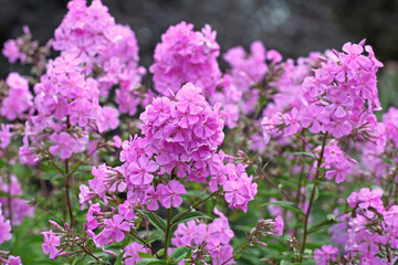 Bright pink Phlox paniculata ‘Alpha’ in flower.