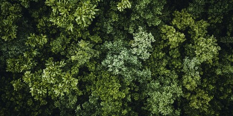 Serene Forest Landscape from Above, Ideal for Nature and Travel Concepts Generative AI