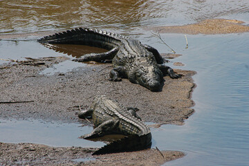 Sunbathing Crocodiles 