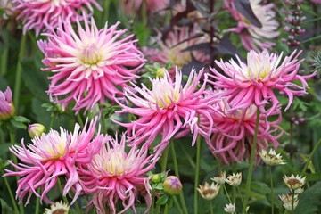 Pink and white cactus dahlia ‘Star’s Favourite’ in flower.