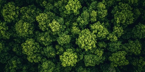 Naklejka premium Vertical Aerial Forest Shot, Nature Scenery, Green Landscape Generative AI
