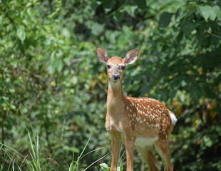 orphaned baby deer eating and playin