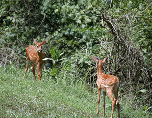 Twin orphaned baby deer eating and playing on a sunny day