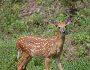 Orphaned young Baby deer enjoying a sunny day