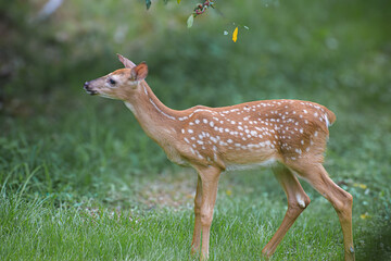 Orphaned young Baby deer enjoying a sunny day