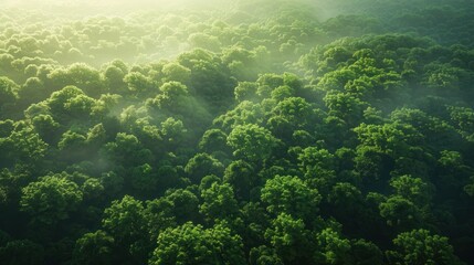 Fototapeta premium Aerial View of a Lush Forest