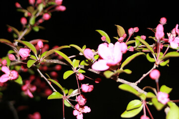 Obraz premium pink flower in a night sky