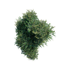 tree top view plant landscape architecture nature garden aerial render.