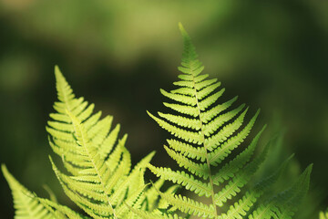 Fern leaves Close up. Green Fern plants in forest. Green plants nature wallpaper. Organic nature background. Ecology. Environment. Beautiful fern leaf texture. Spring  background