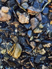 intertidal