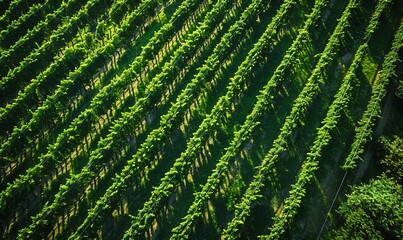 Aerial view of textured green vineyard crops