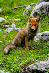 Nationalpark Gesäuse Fuchs