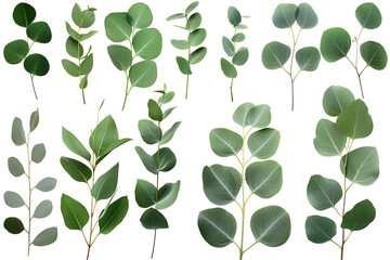 Obraz premium Set of eucalyptus twigs with leaves isolated on transparent background. PNG, cutout. Clipart collection of green plant branches.