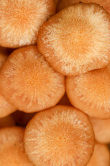 Orange Mushroom Closeup 