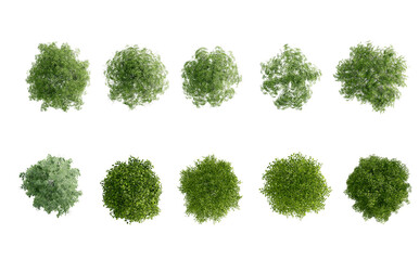 tree top view plant landscape architecture nature garden aerial render.