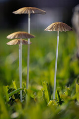 3 mushrooms in the grass