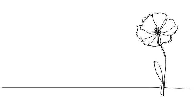 animated continuous single line drawing of wild flower, corn poppy line art animation