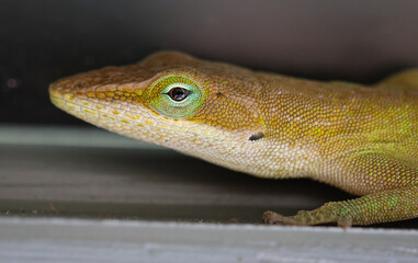Macro of Green Anole Lizard