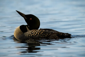 common loon