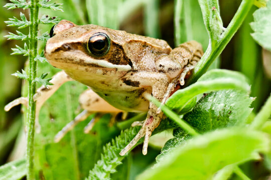Springfrosch